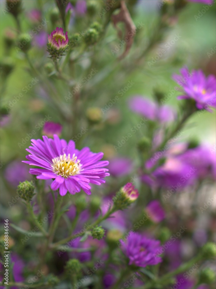 Closeup violet purple aster flowers plants in garden with blurred background ,macro image ,soft focus ,sweet color for card design Closeup violet purple aster flowers plants in garden with blurred background ,macro image ,soft focus ,sweet color for card design