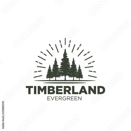 Rustic Retro Vintage pine, evergreen, fir, hemlock, spruce, conifer, cedar, coniferous, cypress, larch, pinus trees logo design