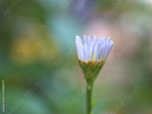 Closeup white common daisy flowers in garden with green blurred background ,macro image ,soft focus ,sweet color for card design photo