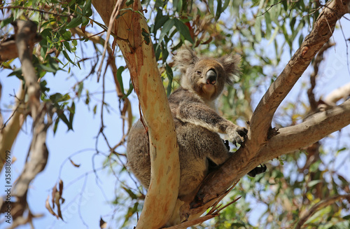Koala watching - Kenneth River, Victoria, Australia