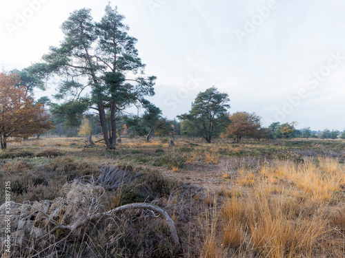 National Park The Sallandse Heuvelrug, The Netherlands