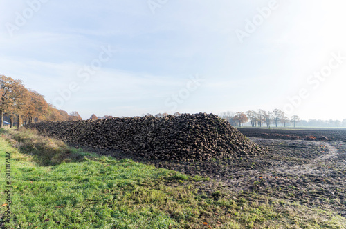 A pile of beets in the municipality of lochem photo