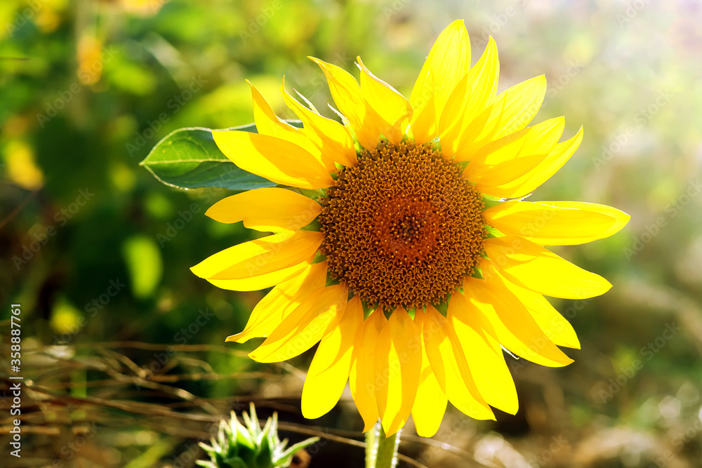 Fototapeta premium Beautiful sunflower head in summer