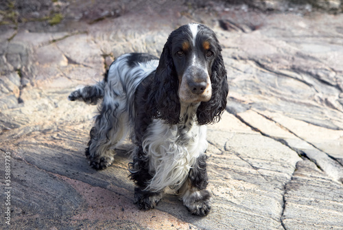 A black and white English cocker spaniel stands on a granite shore and looks into the frame. Muzzle and eyebrows with a brown tint. There is a white stripe on the head.