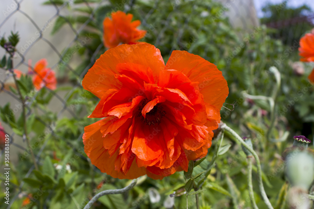 Big red poppy growing on the street in summer. Papaver Big red poppy growing on the street in summer. Papaver
