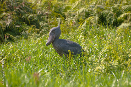 Shoebill stork near Mabamba swamp and Entebbe  Uganda