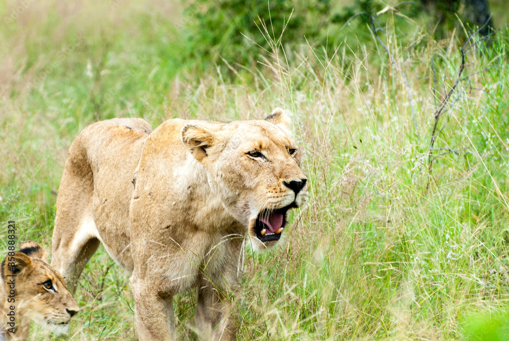 Naklejka premium Lions on the prowl in South Africa, in the Klaserie which is part of greater Kruger National Park