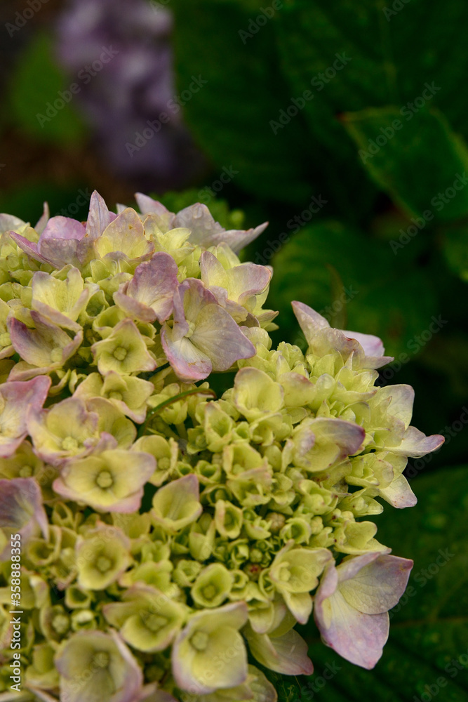 紫陽花