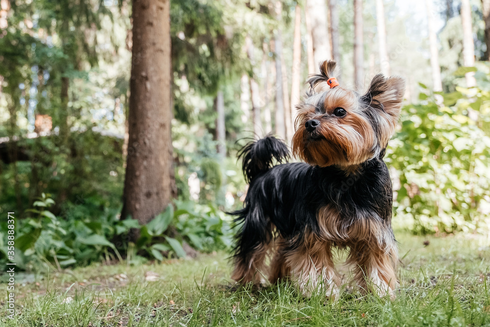 The small funny dog Yorkshire terrier stopped at a forest glade and looked back. Trees and shrubs in the background in blur. The small funny dog Yorkshire terrier stopped at a forest glade and looked back. Trees and shrubs in the background in blur.