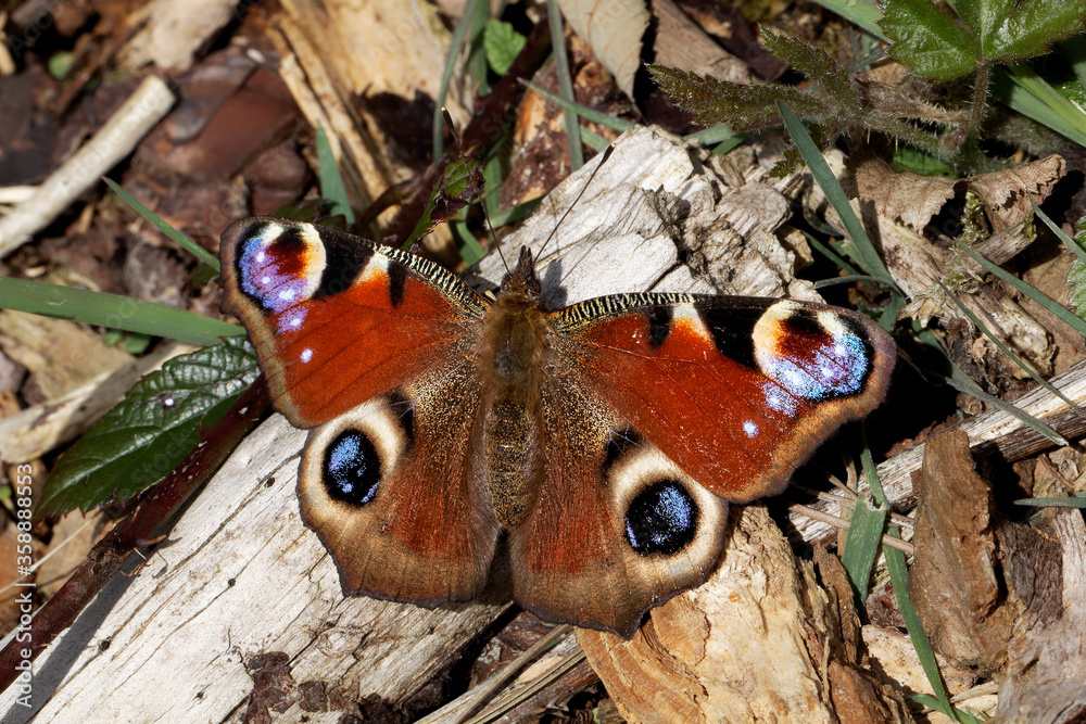 A Peacock Butterfly basking in the sun. A Peacock Butterfly basking in the sun.