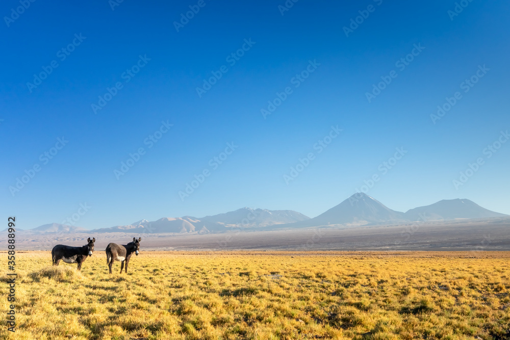 Obraz premium Atacama desert in Chile, Andes, South America.