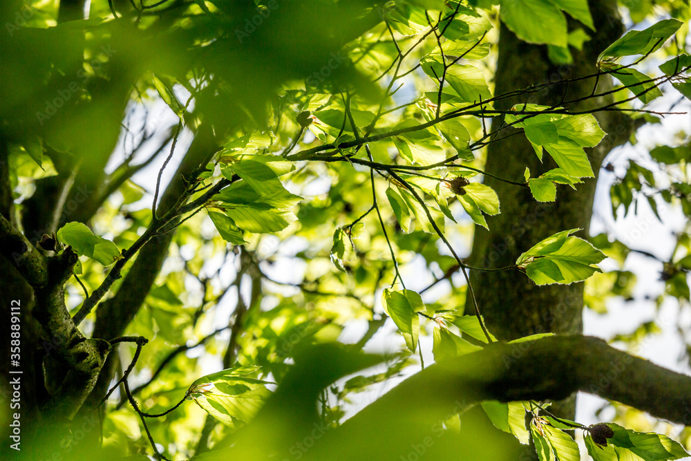 Fototapeta premium Beautiful Spring leaves with bokeh lights in the Spring forest, natural backgound for Spring projects.;