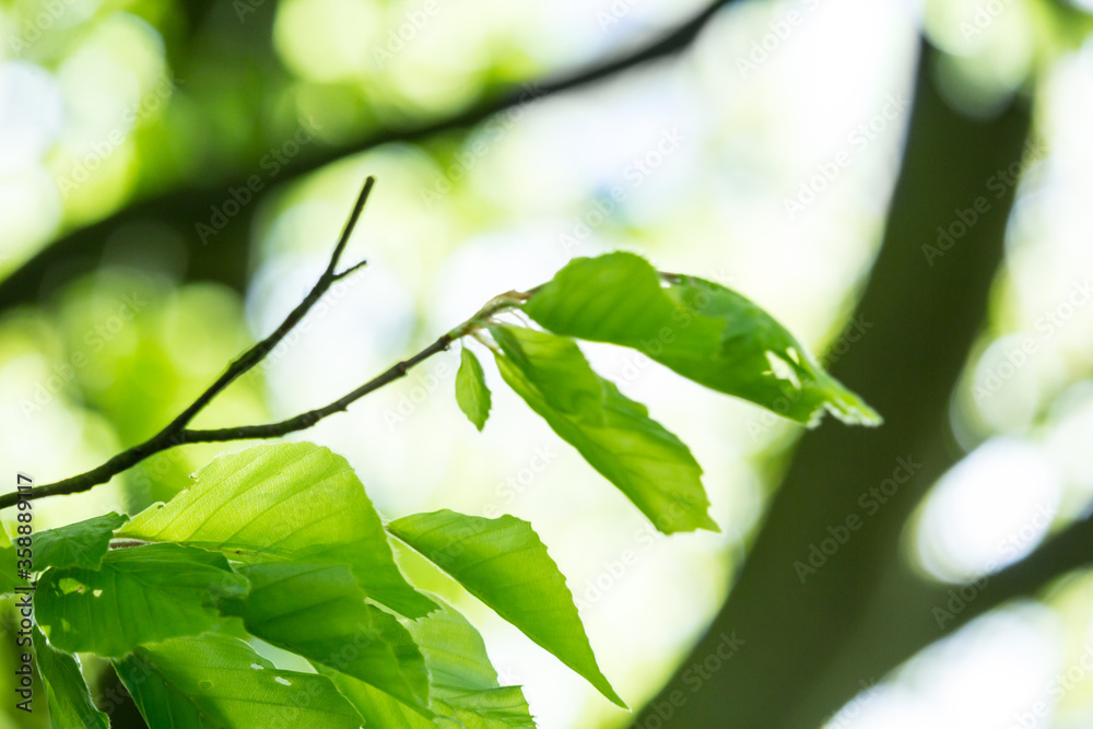 Beautiful Spring leaves with bokeh lights in the Spring forest, natural backgound for Spring projects.;