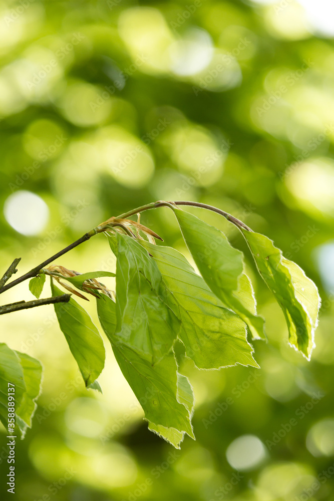 Beautiful Spring leaves with bokeh lights in the Spring forest, natural backgound for Spring projects.;