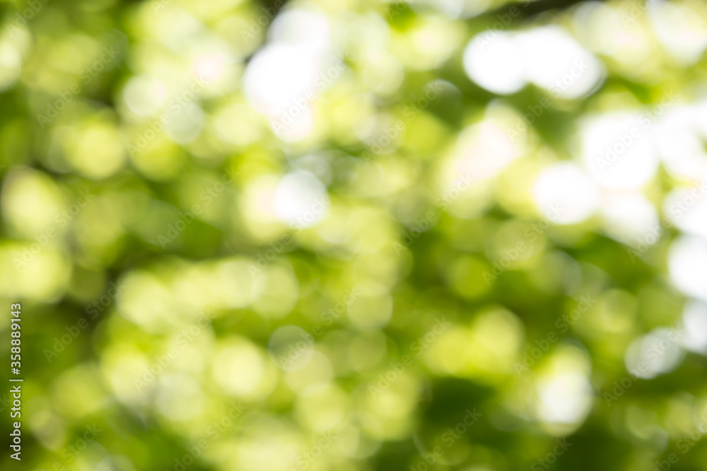 Beautiful Spring leaves with bokeh lights in the Spring forest, natural backgound for Spring projects.;