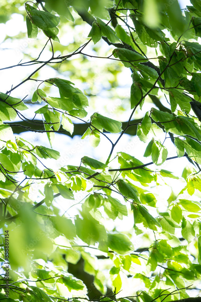 Beautiful Spring leaves with bokeh lights in the Spring forest, natural backgound for Spring projects.;