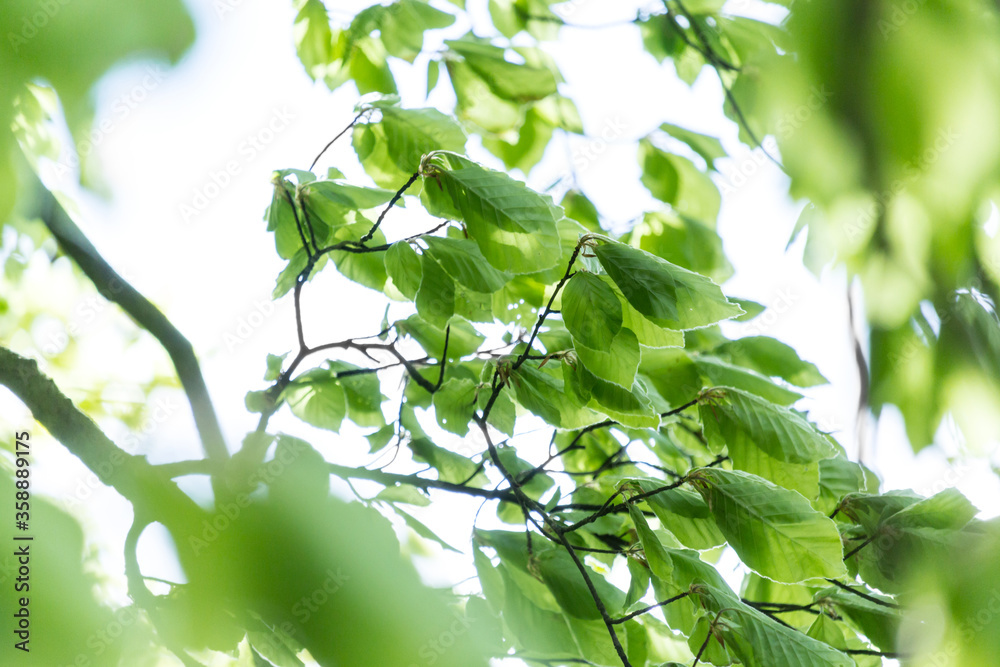 Beautiful Spring leaves with bokeh lights in the Spring forest, natural backgound for Spring projects.;