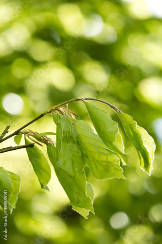 Obraz na płótnie Beautiful Spring leaves with bokeh lights in the Spring forest, natural backgound for Spring projects.; w salonie