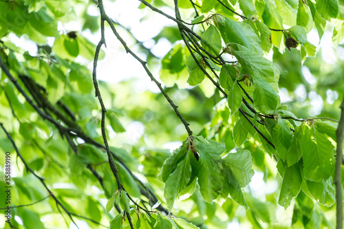 Obraz na płótnie Beautiful Spring leaves with bokeh lights in the Spring forest, natural backgound for Spring projects.; w salonie