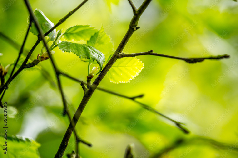 Beautiful Spring leaves with bokeh lights in the Spring forest, natural backgound for Spring projects.;