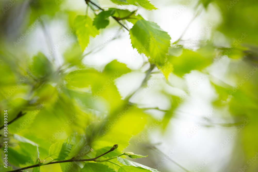Beautiful Spring leaves with bokeh lights in the Spring forest, natural backgound for Spring projects.;