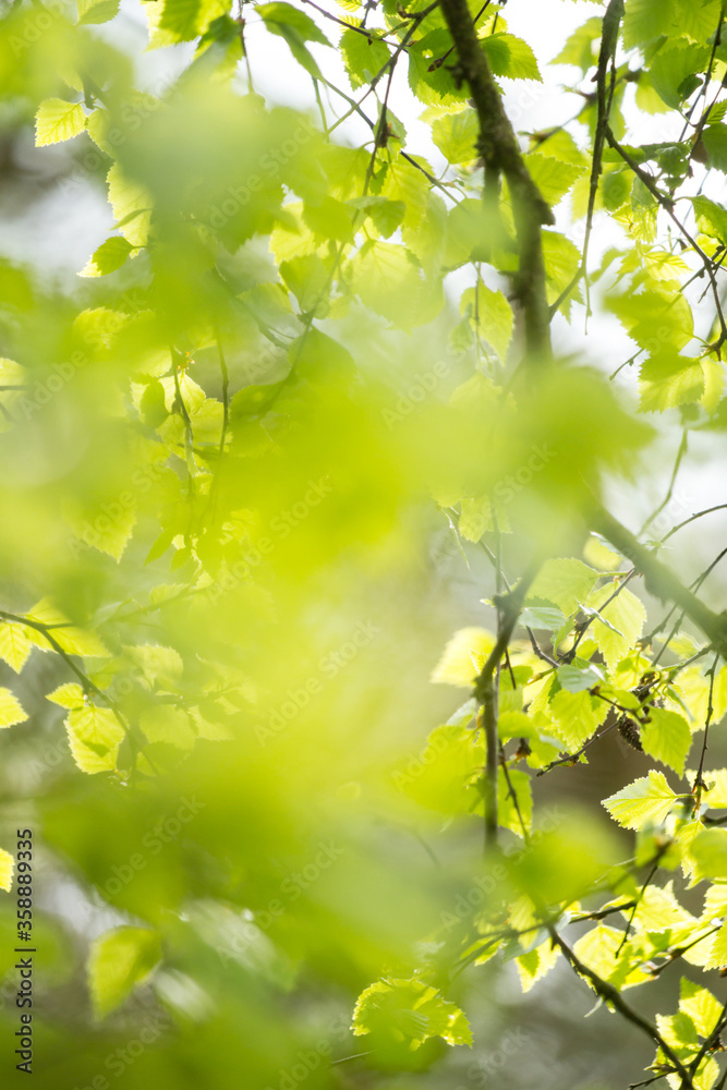 Beautiful Spring leaves with bokeh lights in the Spring forest, natural backgound for Spring projects.;