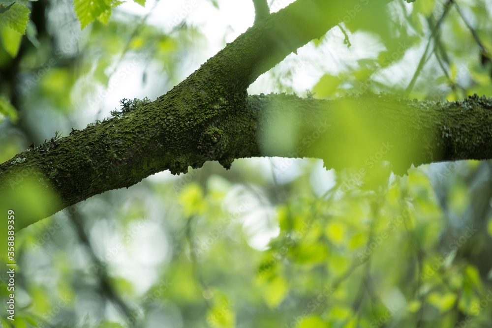 Beautiful Spring leaves with bokeh lights in the Spring forest, natural backgound for Spring projects.;