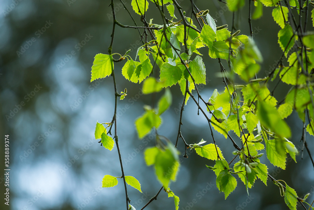 Beautiful Spring leaves with bokeh lights in the Spring forest, natural backgound for Spring projects.;