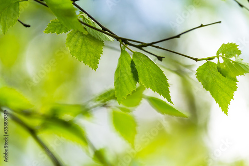 Obraz na płótnie Beautiful Spring leaves with bokeh lights in the Spring forest, natural backgound for Spring projects.; w salonie