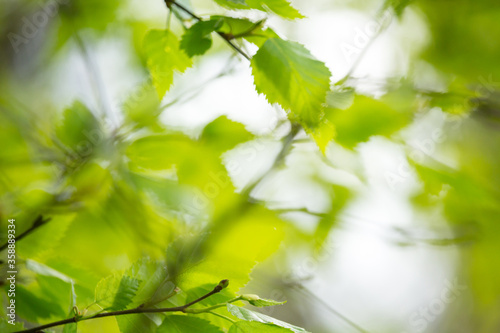 Obraz na płótnie Beautiful Spring leaves with bokeh lights in the Spring forest, natural backgound for Spring projects.; w salonie
