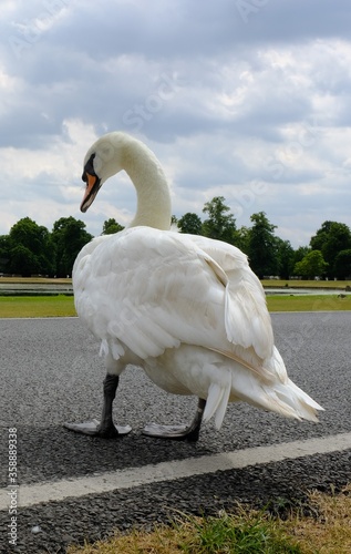 Swan taking to the road during lockdown  photo