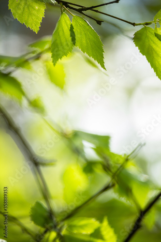 Obraz na płótnie Beautiful Spring leaves with bokeh lights in the Spring forest, natural backgound for Spring projects.; w salonie