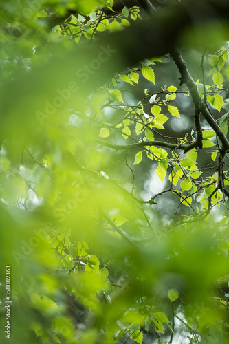 Obraz na płótnie Beautiful Spring leaves with bokeh lights in the Spring forest, natural backgound for Spring projects.; w salonie