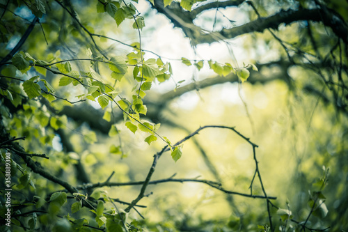 Obraz na płótnie Beautiful Spring leaves with bokeh lights in the Spring forest, natural backgound for Spring projects.; w salonie