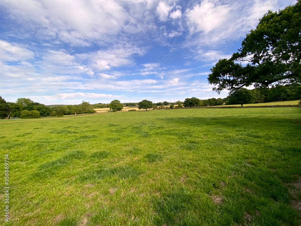 Large open meadow, with wild flowers and trees in, Tong, Bradford, UK Large open meadow, with wild flowers and trees in, Tong, Bradford, UK