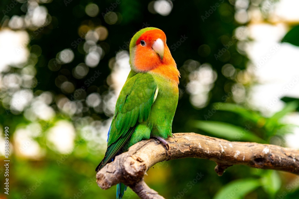 A green parrot with orange face perched on a branch