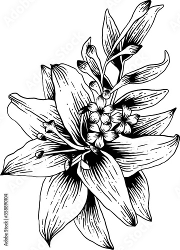 vintage hand drawn line art sketch lily flower