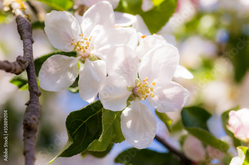 Apple Tree Blossom (Malus Domestica)