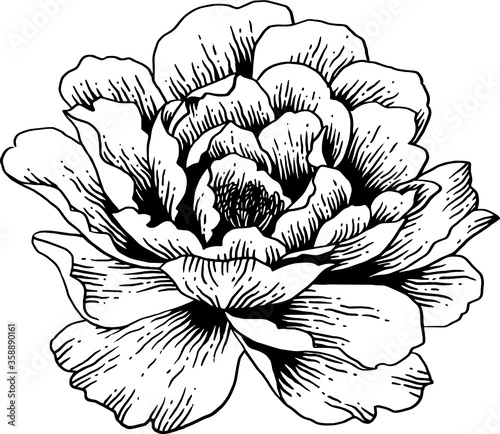 vintage hand drawn line art sketch peony