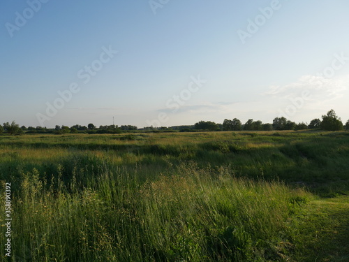 field of grass and blue sky © Vitaly_MOKK