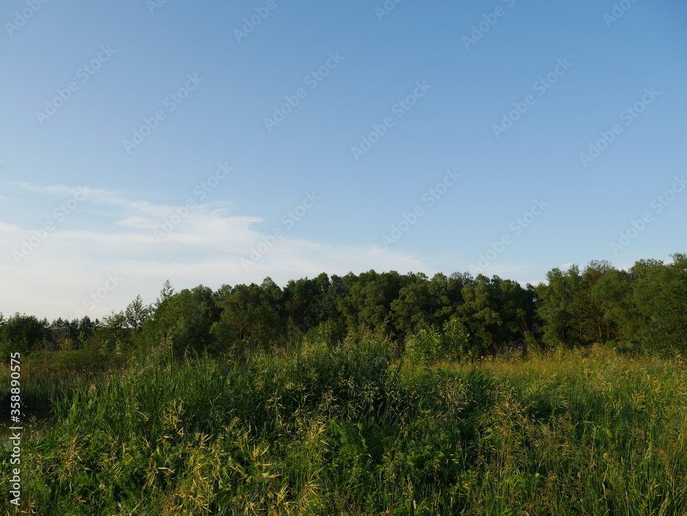 green grass and blue sky