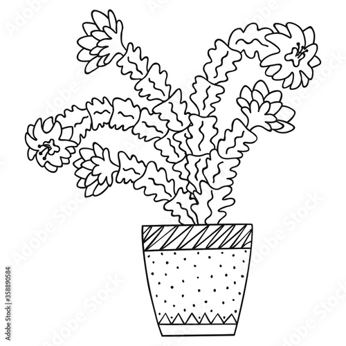 Black and white blooming Schlumberger in a pot. Isolated brazilian cactus. Doodle for the botanical coloring book. Vector. photo