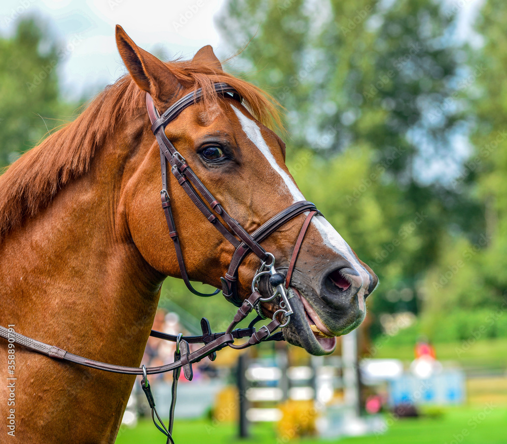 A portrait of a horse looking at you A portrait of a horse looking at you