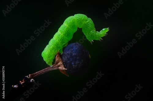 Beautiful green caterpillar creeps on a green plant in the garden