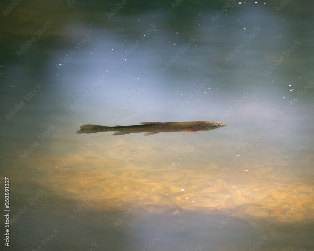 Fototapeta premium Rainbow Trout