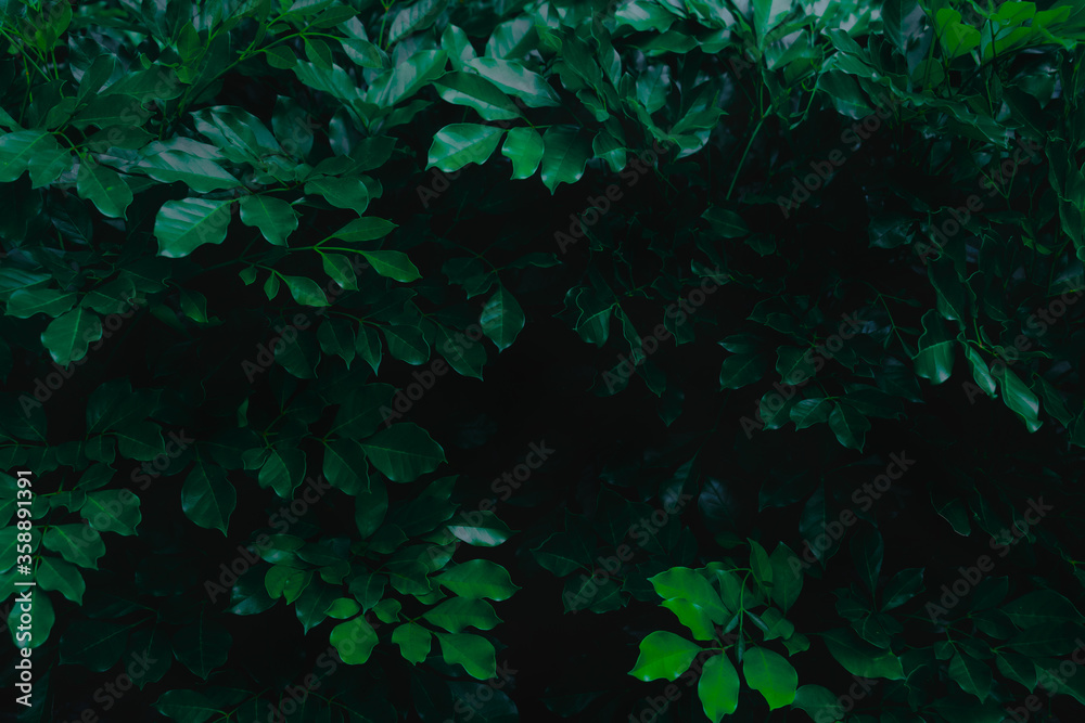 Top view leaf background.Green leaves color tone dark in the morning.Tropical Plant in Thailand,environment,good air.photo concept nature and plant. Top view leaf background.Green leaves color tone dark in the morning.Tropical Plant in Thailand,environment,good air.photo concept nature and plant.