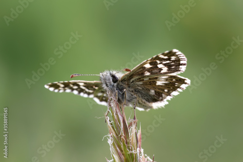 A Grizzled Skipper Butterfly sitting on a grass head.