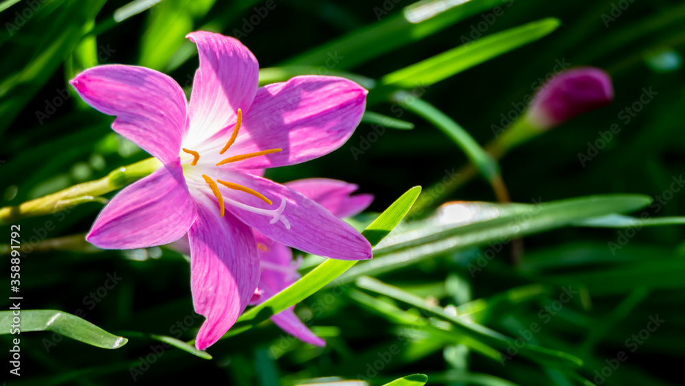 Pink flowers in the morning