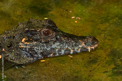 Beautiful Close-up shot of crocodile