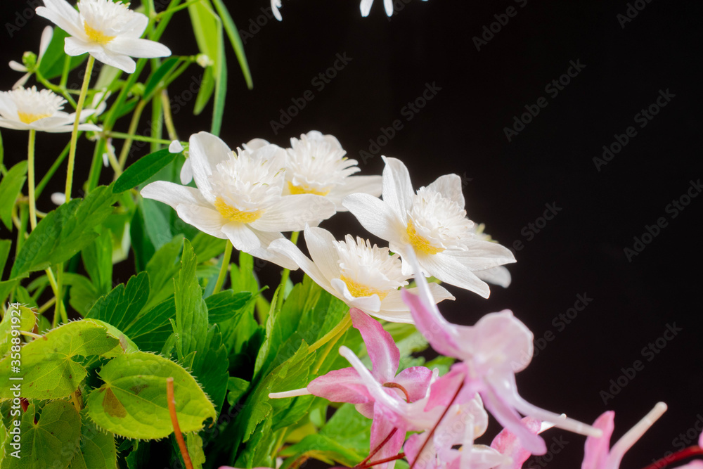 Naklejka premium 黒背景の白い八重咲の花